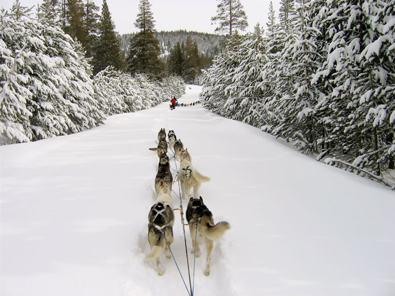 Dog Sledding in Tahoe