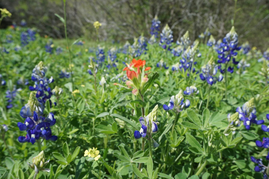 Bluebonnets, the Texas state flower