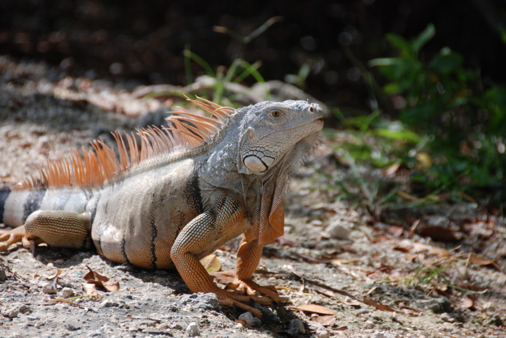 Iguana sighting at the Florida Keys