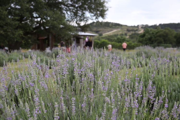 Hill Country Lavender | OutsideSuburbia