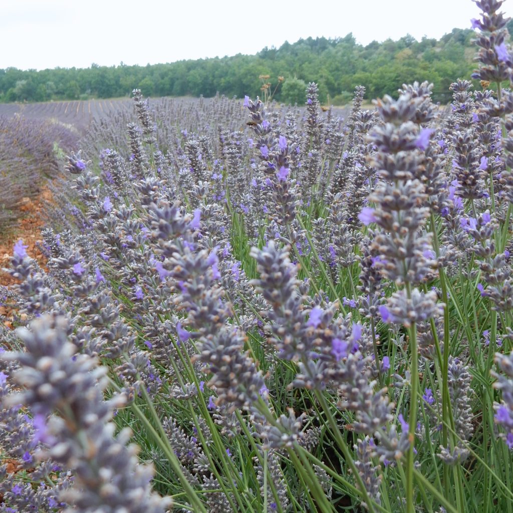 Road trip: Chasing Lavender in Provence • Outside Suburbia Family