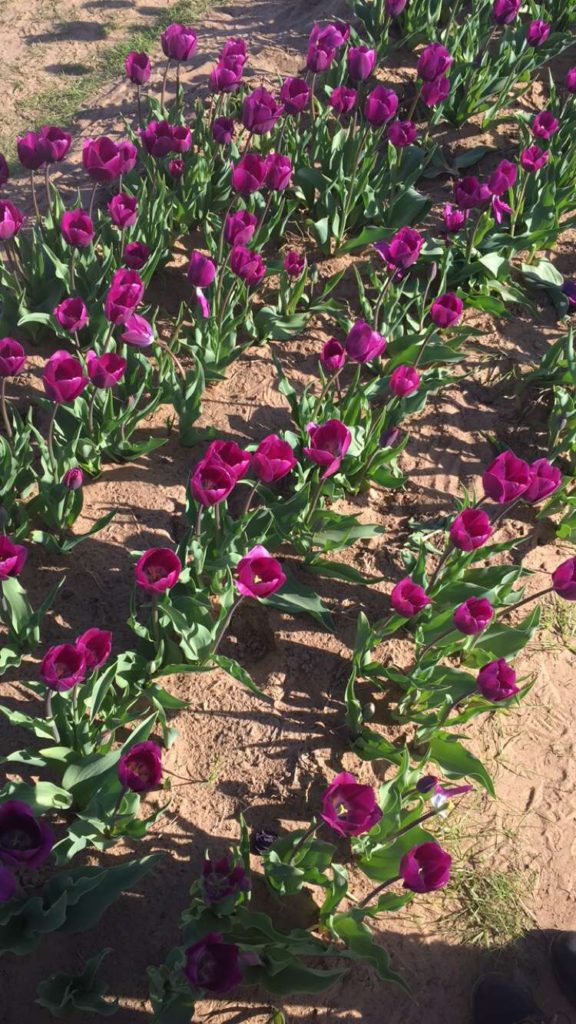 Tulip fields near Dallas, Texas Tulips - Outside Suburbia