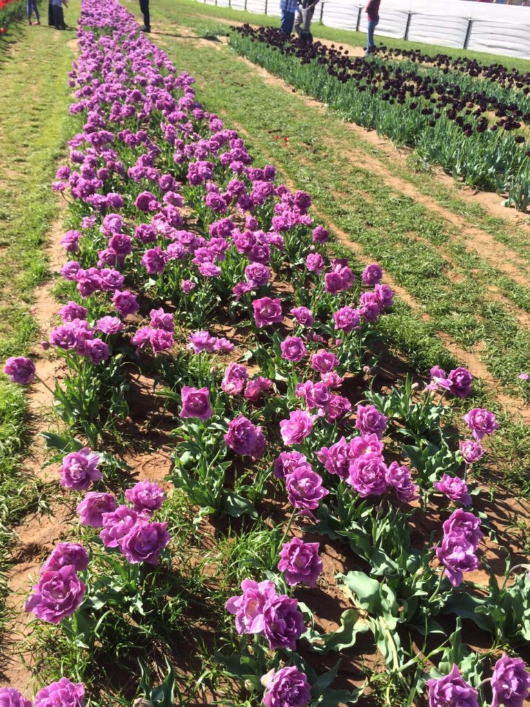  Texas Tulips, Tulip Farm near Dallas, Texas - Outside Suburbia