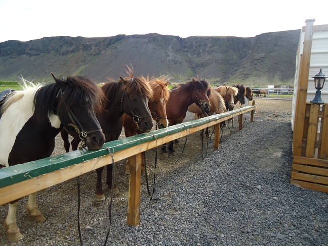 Iceland Horses - Iceland Itinerary for seeing the best of the island in a week - OutsideSuburbia.com