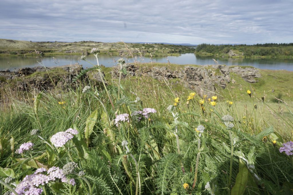 Lake Myvtan - Best of North Iceland in a Day with Air Iceland