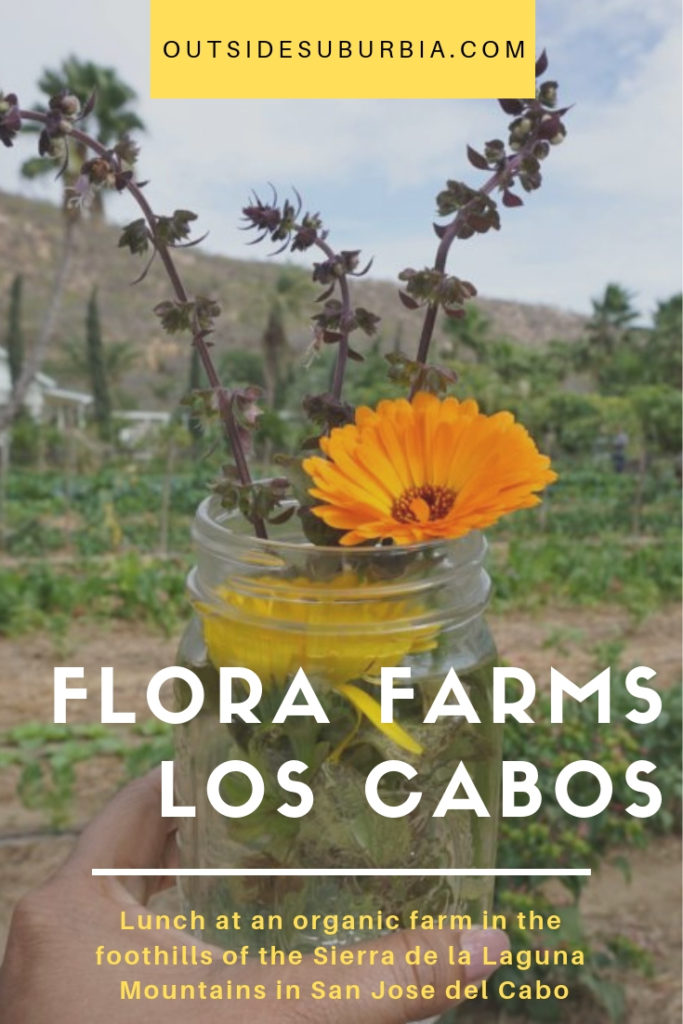 When in Cabo make a trip to Flora Farm, an organic farm in the foothills of the Sierra de la Laguna Mountains in San Jose del Cabo, Mexico for lunch or dinner. Just a short drive from the resorts in Cabo but worlds away! #OutsideSuburbia #CaboThingsToDo #CaboWithKids #whattodoinCabo #LosCaboMexico