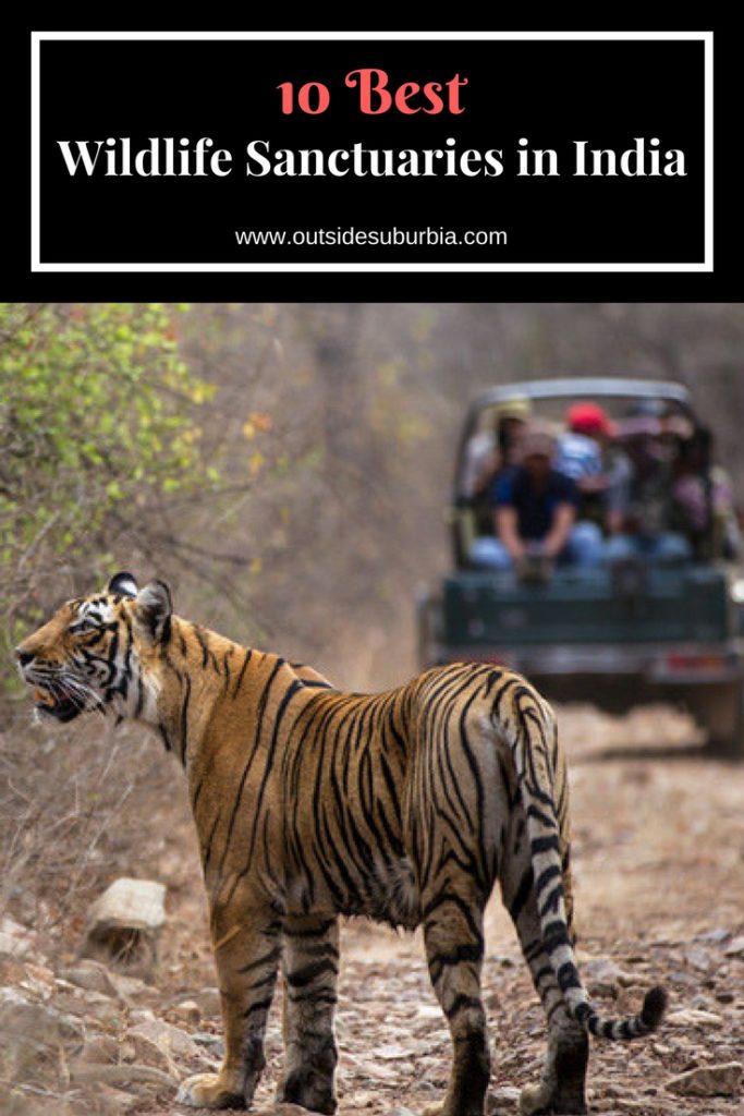 10 Best Wildlife Sanctuaries in India set up by the government to protect endangered and rare species of animals. See this list for best wildlife viewing experiences in India. These Wildlife Sanctuaries in India must be in your list if you want to see Bengal Tigers, Elephants, one-horned rhinoceroses and more. #OutsideSuburbia #WildlifeSanctuariesIndia #IndiaBucketlist #IndiaWildlife #SafariInIndia #IndiaSafari
