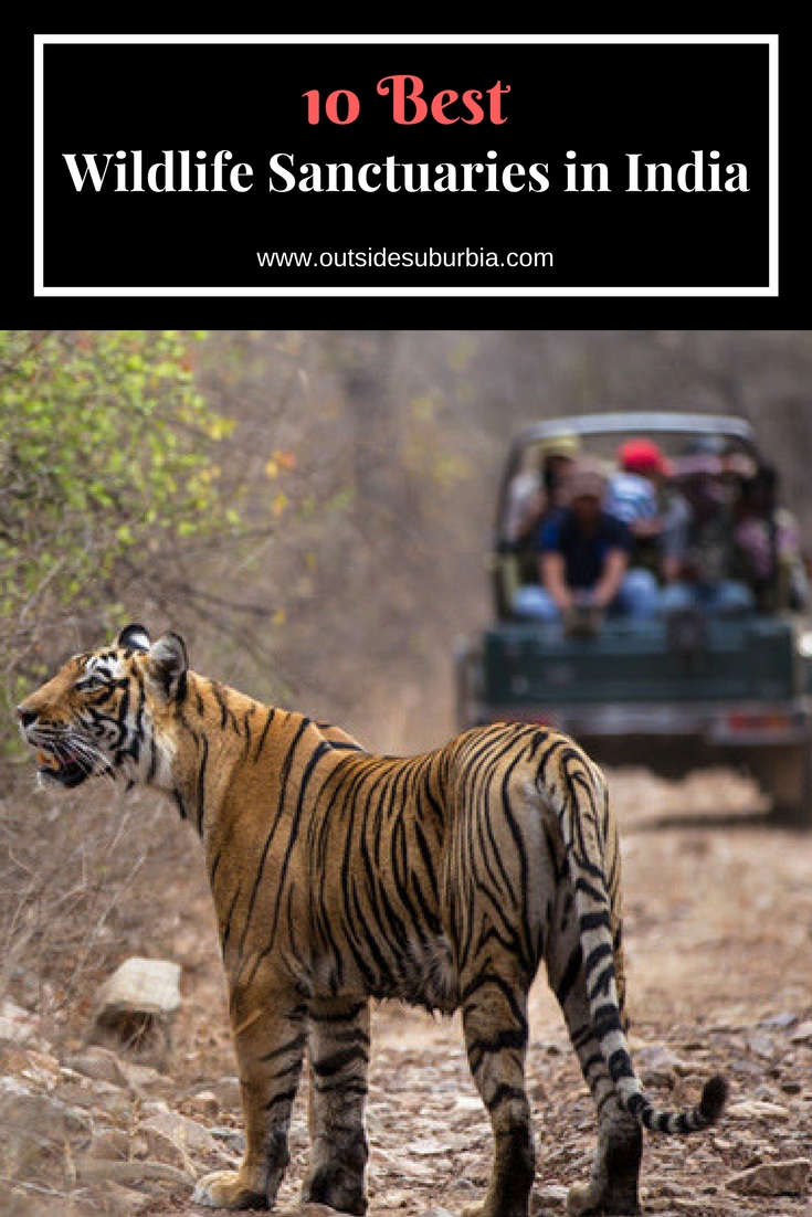 10 Best Wildlife Sanctuaries in India set up by the government to protect endangered and rare species of animals. See this list for best wildlife viewing experiences in India. These Wildlife Sanctuaries in India must be in your list if you want to see Bengal Tigers, Elephants, one-horned rhinoceroses and more. #OutsideSuburbia #WildlifeSanctuariesIndia #IndiaBucketlist #IndiaWildlife #SafariInIndia #IndiaSafari