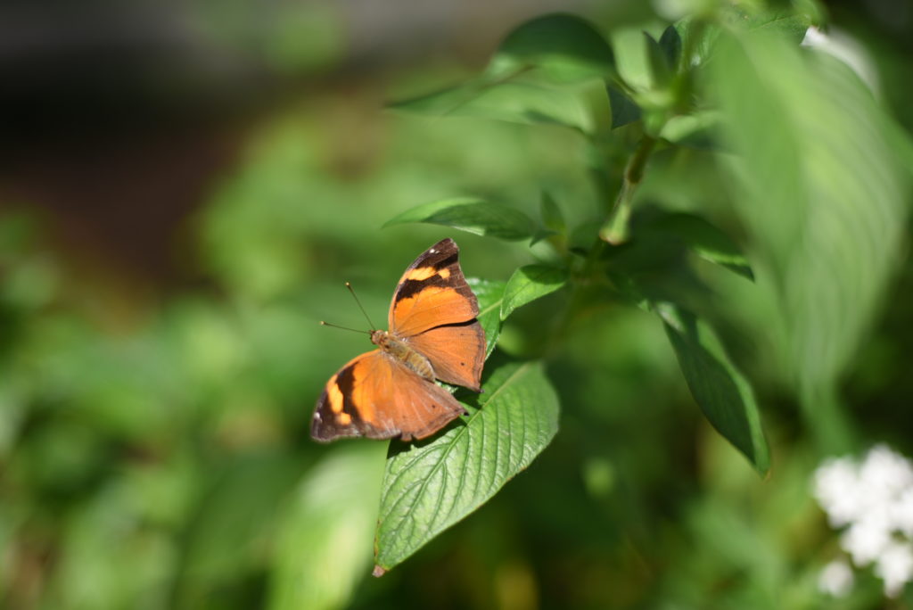 Butterfly Wonderland : One of my Happy Places