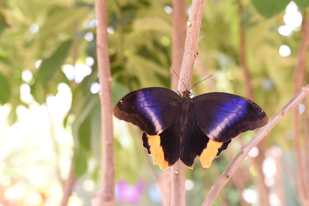 Butterflies at San Antonio Zoo 