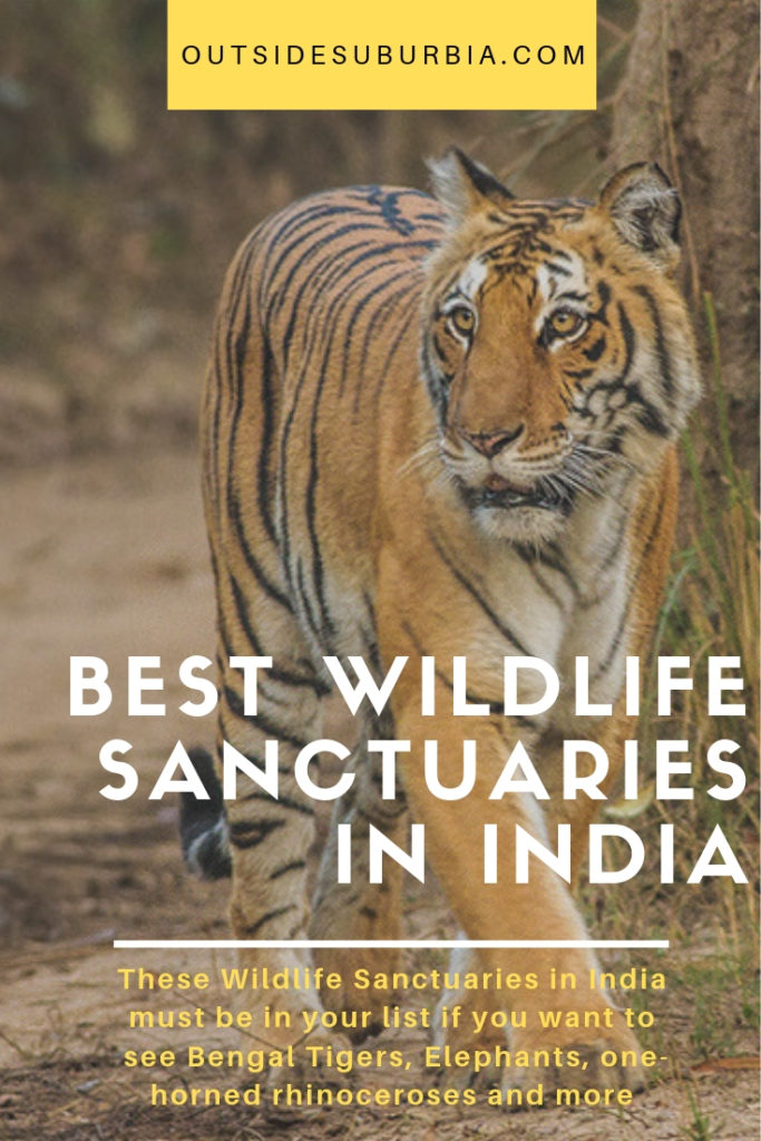 These Wildlife Sanctuaries in India must be in your list if you want to see Bengal Tigers, Elephants, one-horned rhinoceroses and more