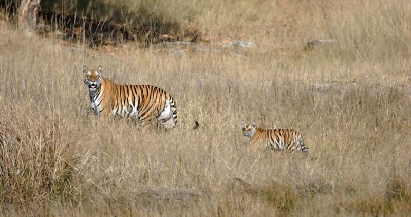 Best Wildlife Sanctuaries in India