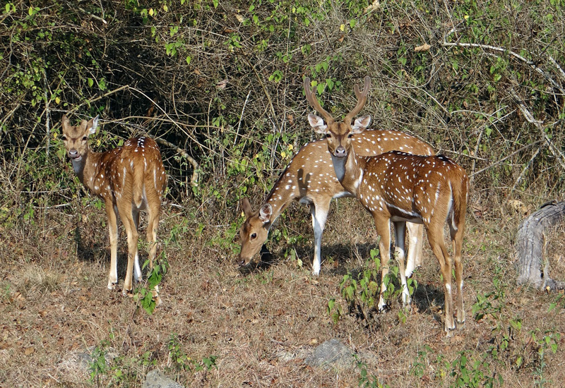 10 Best Wildlife Sanctuaries in India | Outside Suburbia