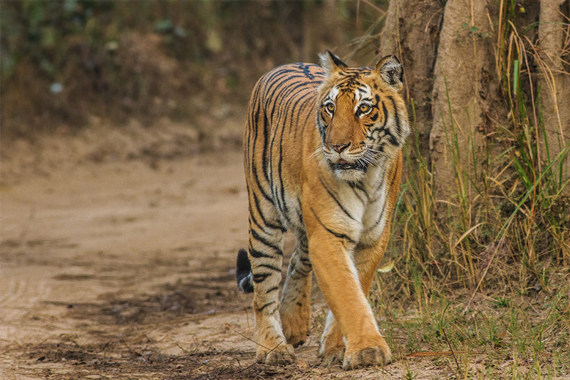 10 Best Wildlife Sanctuaries in India that you must visit | Outside Suburbia