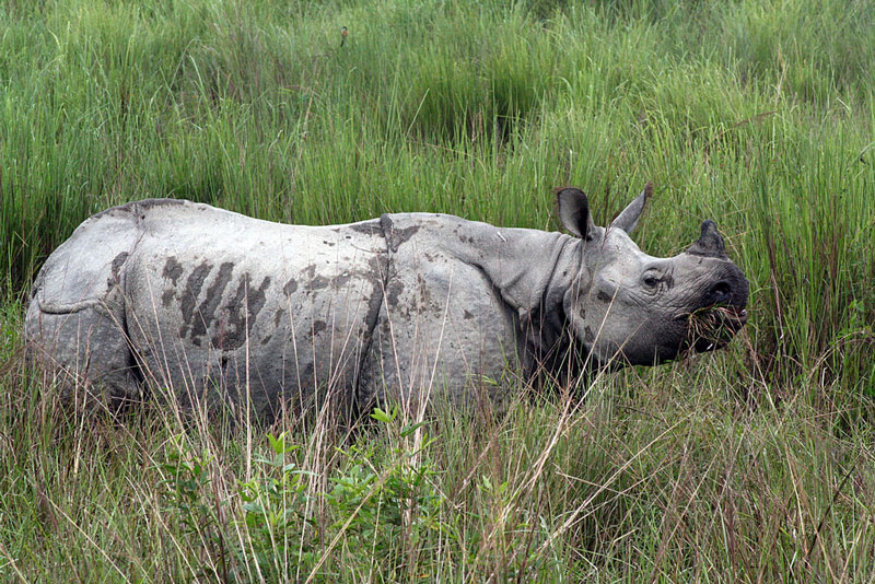 Rhino at kaziranga national park