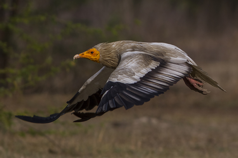 10 Best Wildlife Sanctuaries in India that you must visit - OutsideSuburbia.com