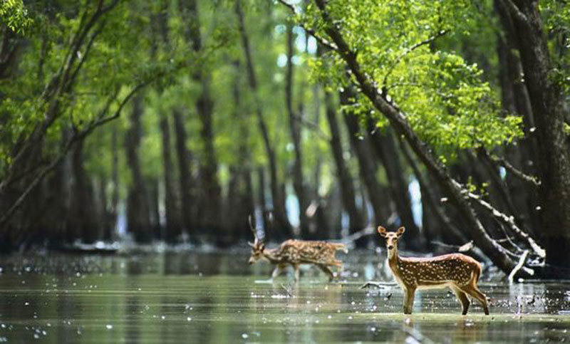10 Best Wildlife Sanctuaries in India that you must visit - OutsideSuburbia.com
