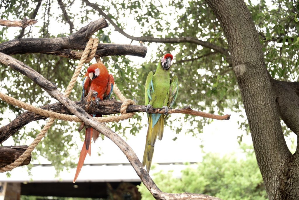 9 Best things to do at the Dallas Zoo - outsidesuburbia.com