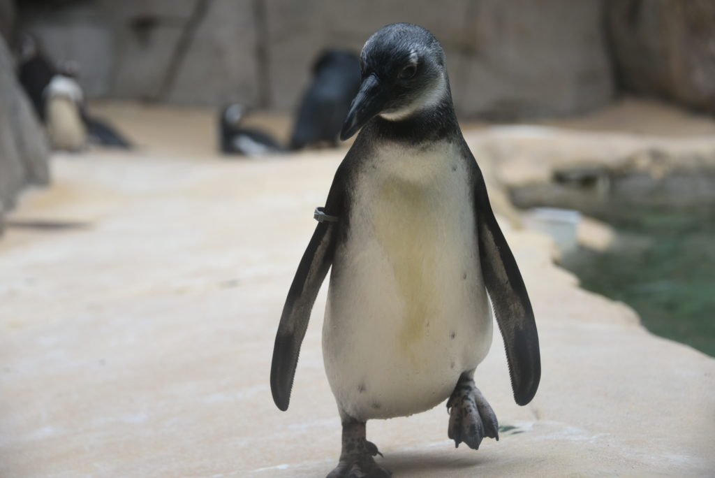 Watch the African Penguins waddle - 9 Best things to do at the Dallas Zoo - outsidesuburbia.com