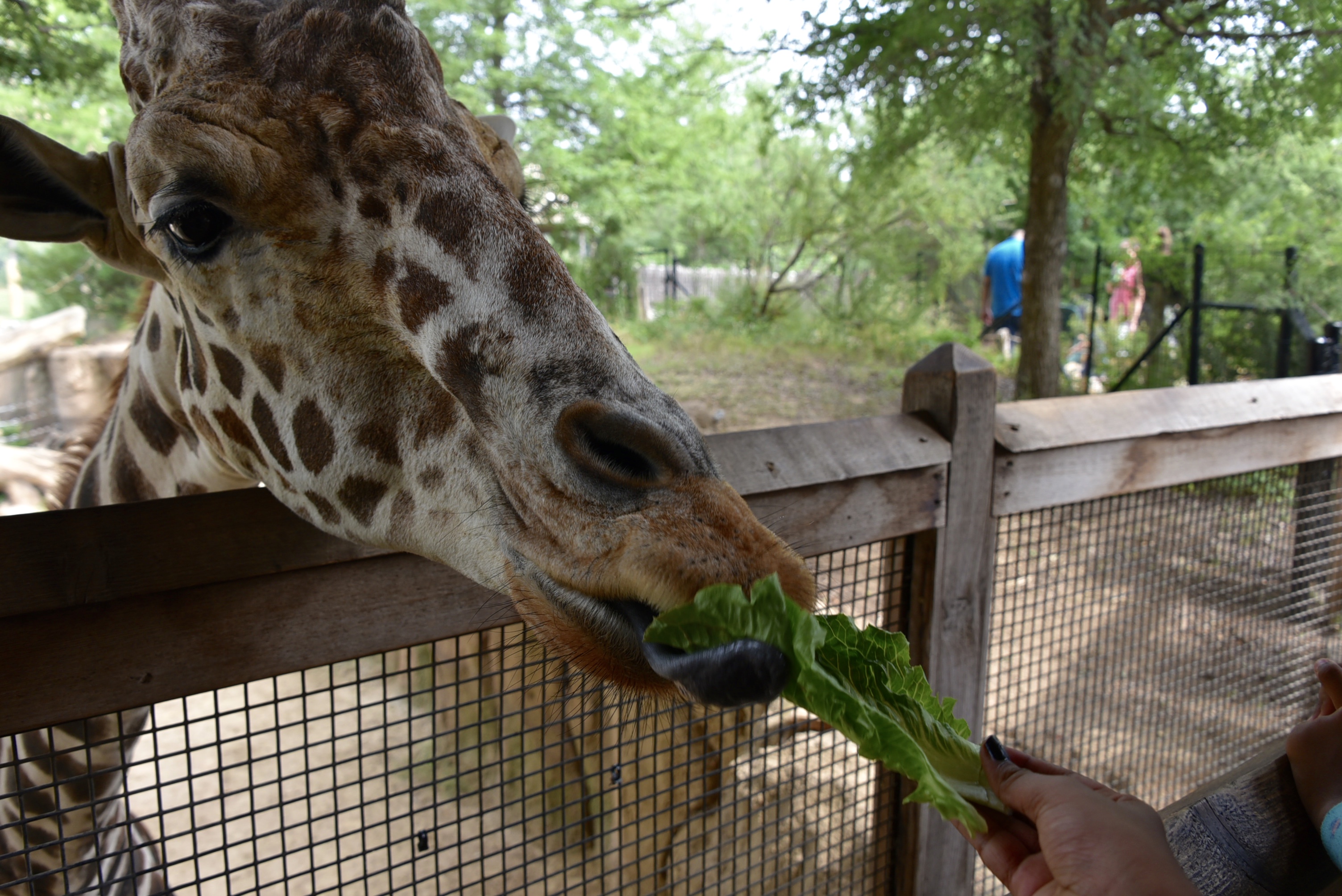 Feed the Giraffe at the Dallas Zoo - 9 Best things to do at the Dallas Zoo - outsidesuburbia.com