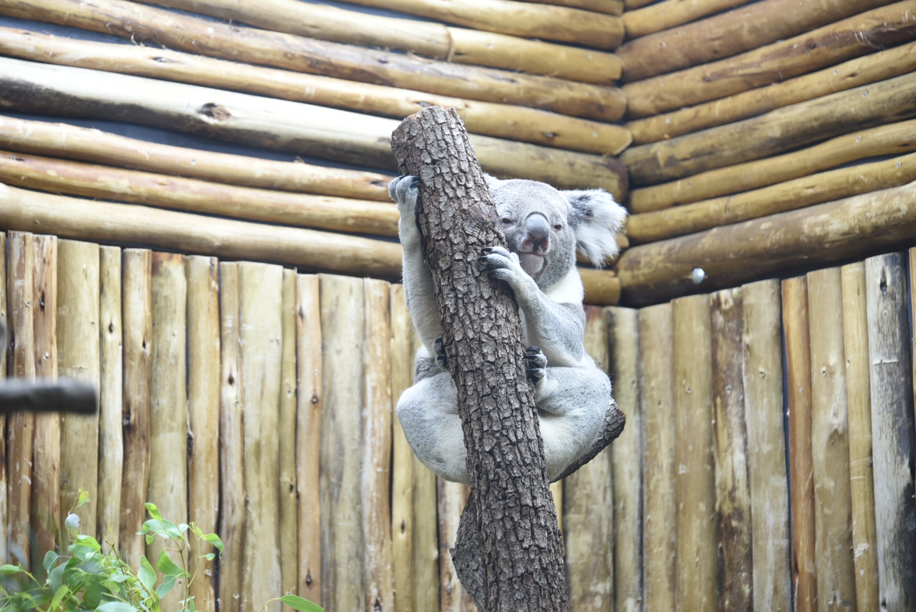  Koalas at the Dallas Zoo - 9 Best things to do at the Dallas Zoo | Outside Suburbia