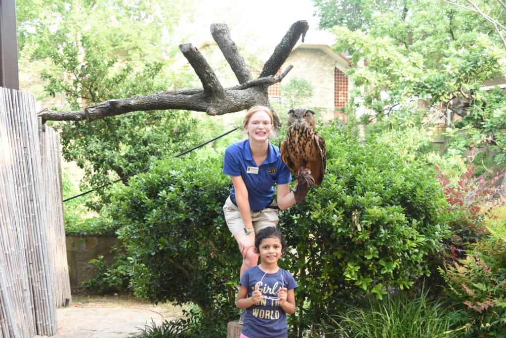 Ocelots, bobcats and mountain lions - 9 Best things to do at the Dallas Zoo - outsidesuburbia.com