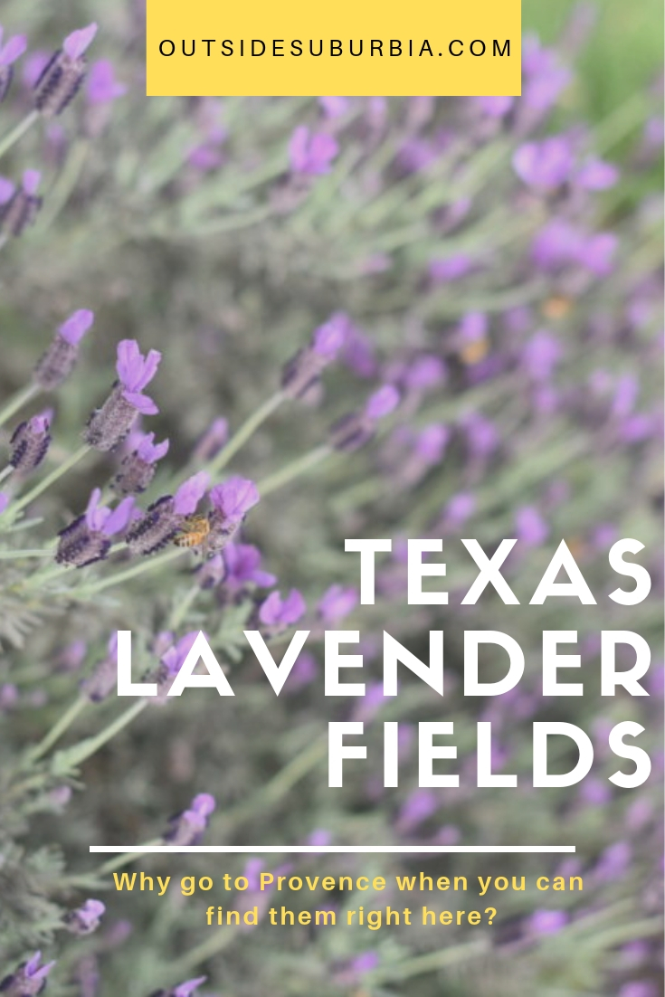 Why go to Provence when you can find these pretty purple flowers right here in the Lone Star State! See list to find the Texas Lavender Fields... #LavenderFieldsInTexas #TexasLavenderFields #LavenderFieldNearDallas #OutsideSuburbia #LavenderFields