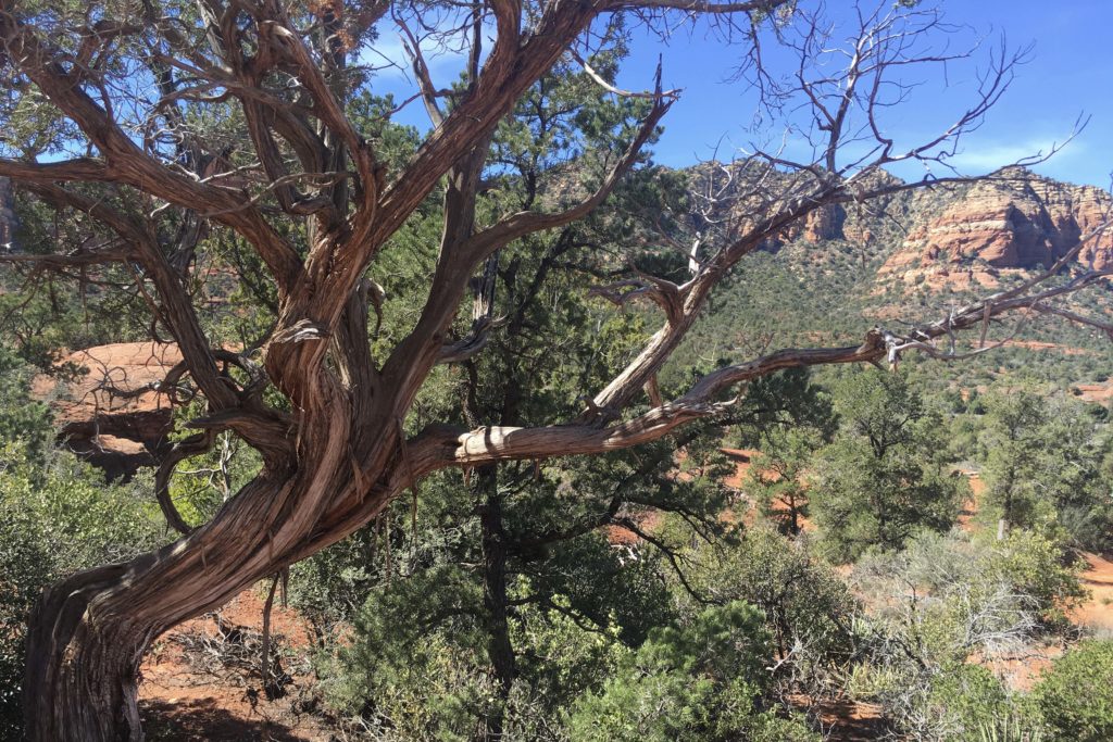 Sedona Vortex hikes, Twisted trees in Bell Rock Climb - Photo by Outside Suburbia