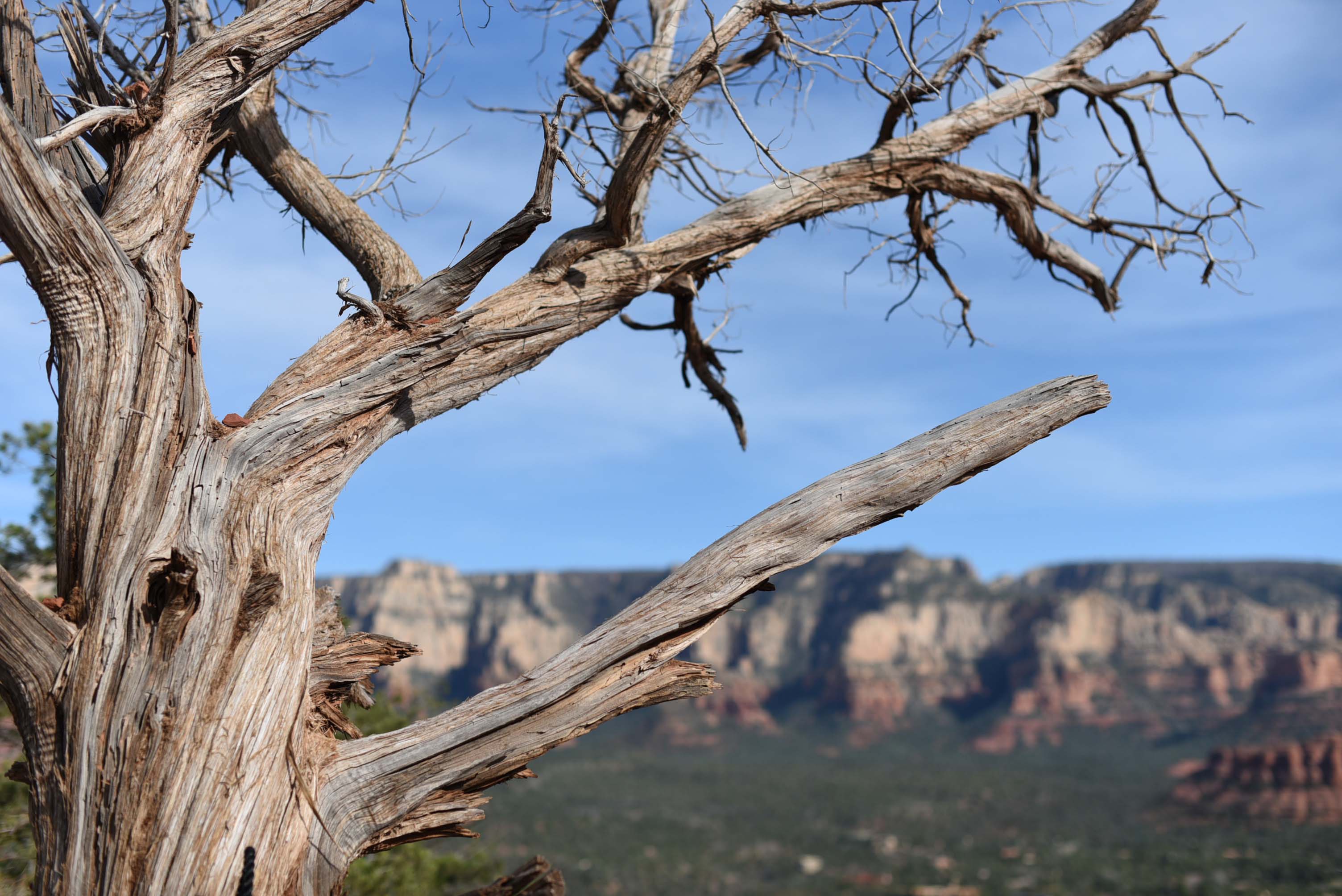 Sedona Vortex hikes, Twisted trees along the Bell Rock Climb - Photo by Outside Suburbia