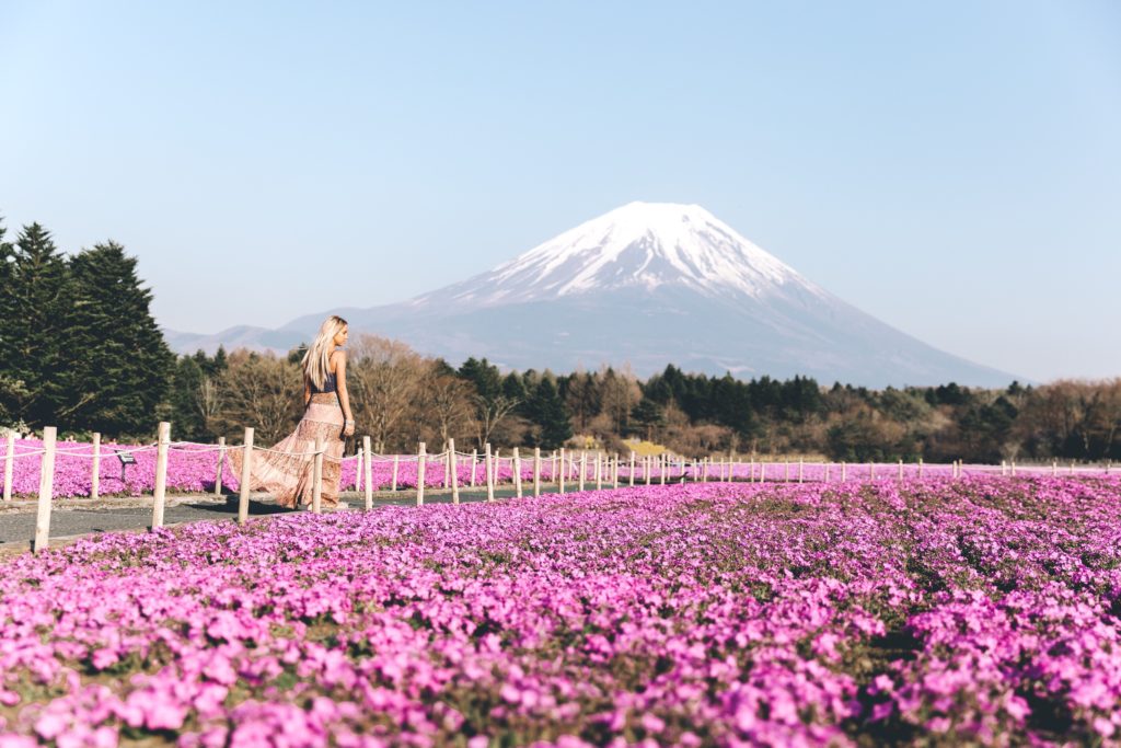 Pink flower carpets around Mt Fuji during Fuji Shibazakura Festival