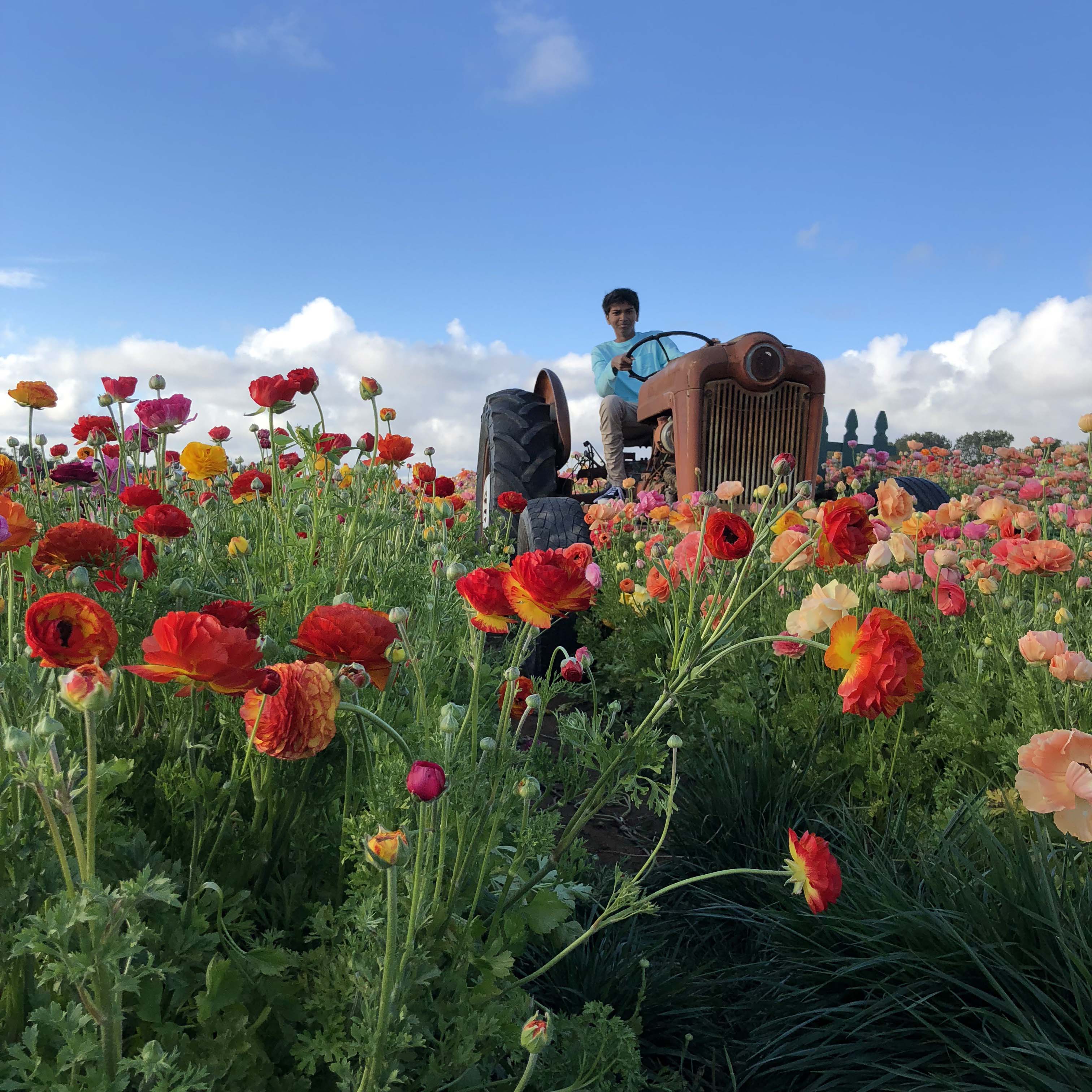 The Flower Fields, Carslbad, San Diego - Photo by Outside Suburbia