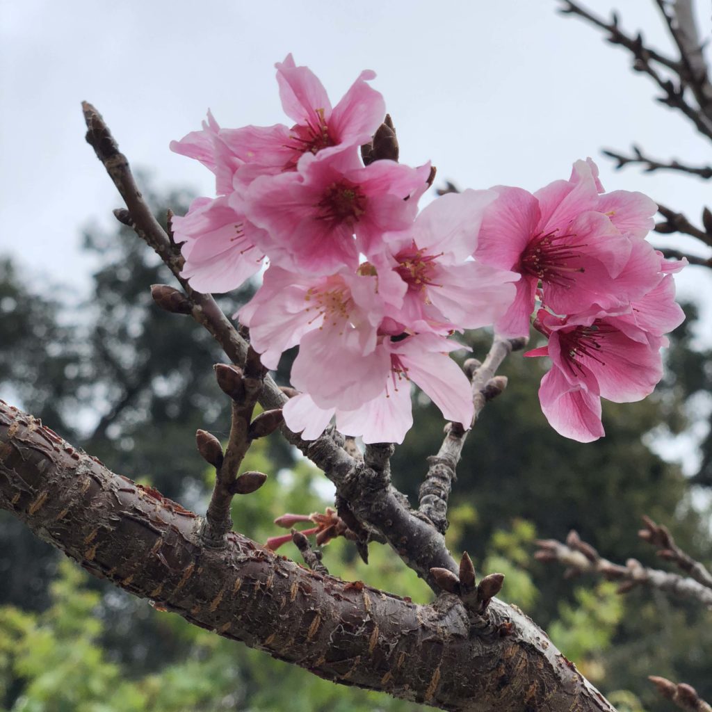 Cherry Blossoms | Outside Suburbia