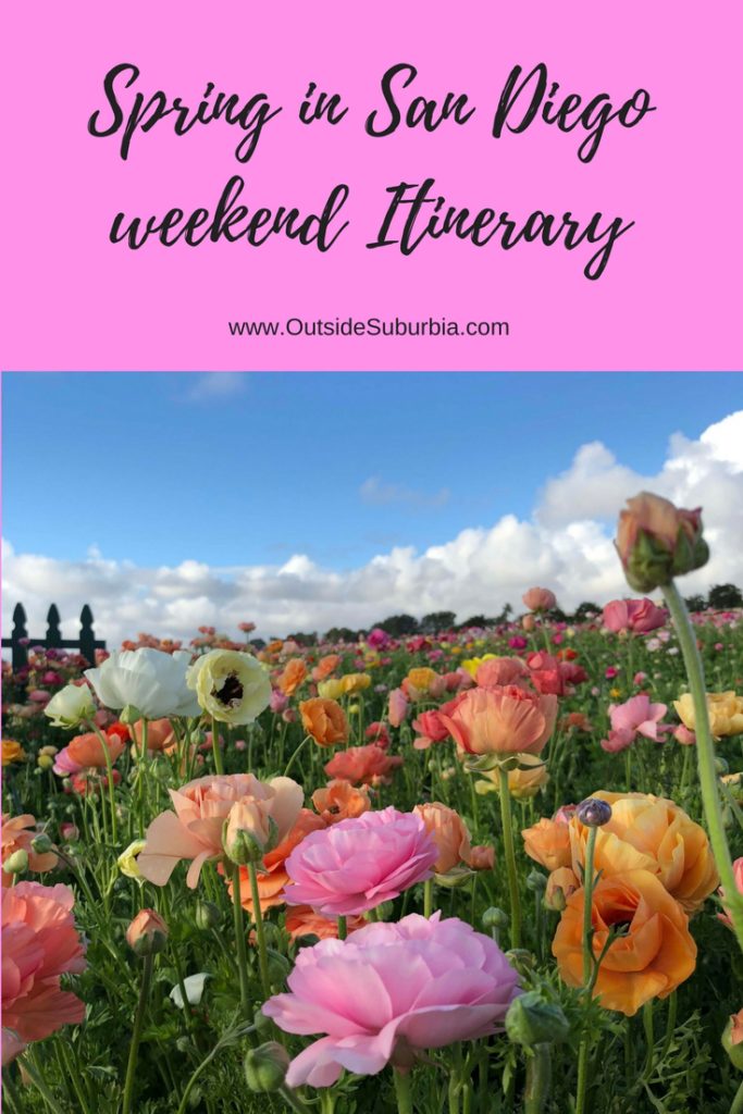 Visit zoo and museums in Balboa park, stop by Embarcadero, drive to La Jolla for a day and see the Flowerfields in Carlsbad : San Diego weekend itinerary #OutsideSuburbia #SanDiegoWeekend #3daysinSanDiego