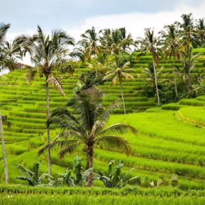 Rice fields in Bali | Outside Suburbia