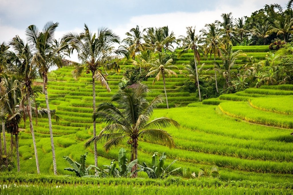 Tegallalang Rice terrace in Bali | Outside Suburbia