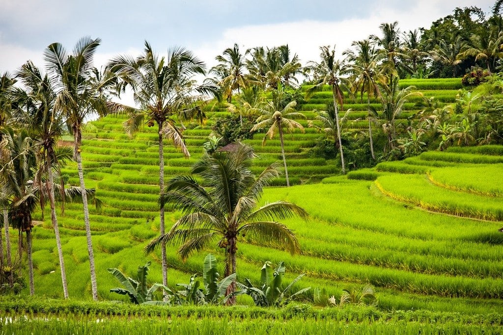 Rice fields in Bali