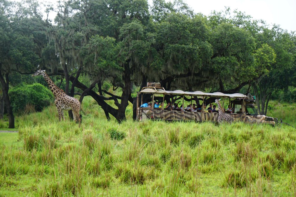 animal kingdom safari tours