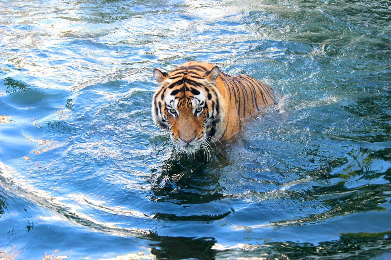 Tiger Safari, India