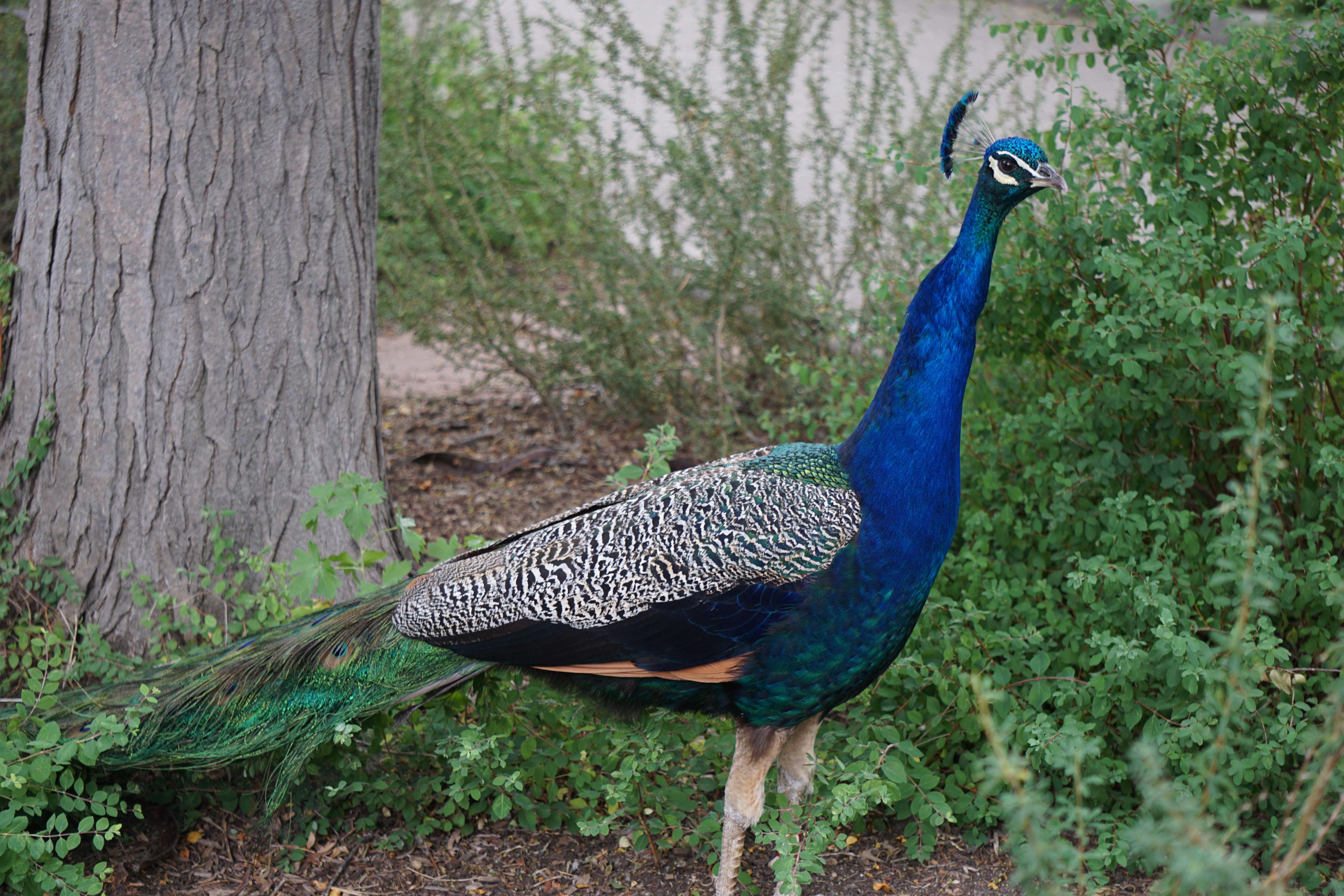 Free roaming Peacock at the Denver Zoo. See the all other things to do in Denver, Colorado with kids #Denver #Colorado #ThingsToDo