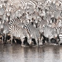 Zebras cross the Mara river #GreatMigration
