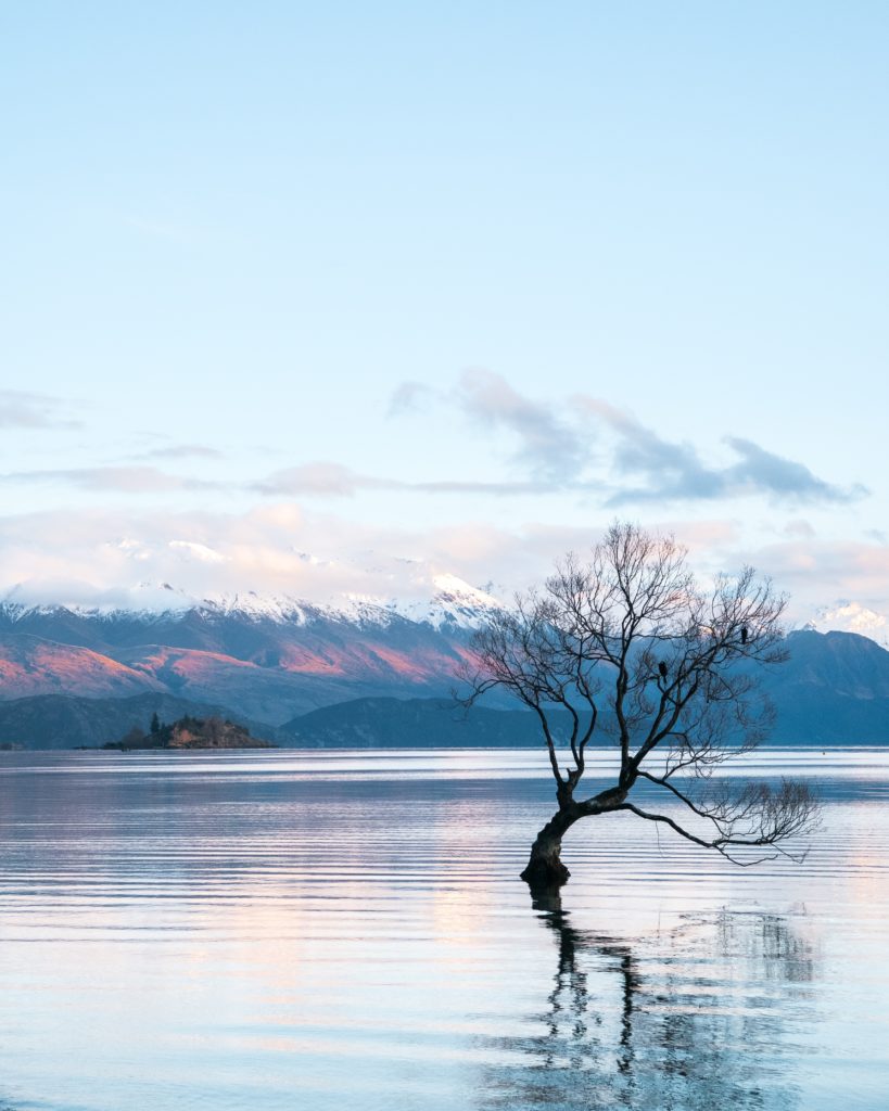 Lake Wanaka’s famous solitary tree in New Zealand | Outside Suburbia 