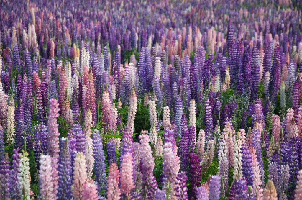 When do lupines bloom in New Zealand | Outside Suburbia