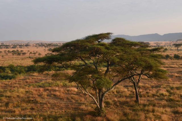 Above the Acacia trees: A hot air balloon Safari in Serengeti • Outside ...