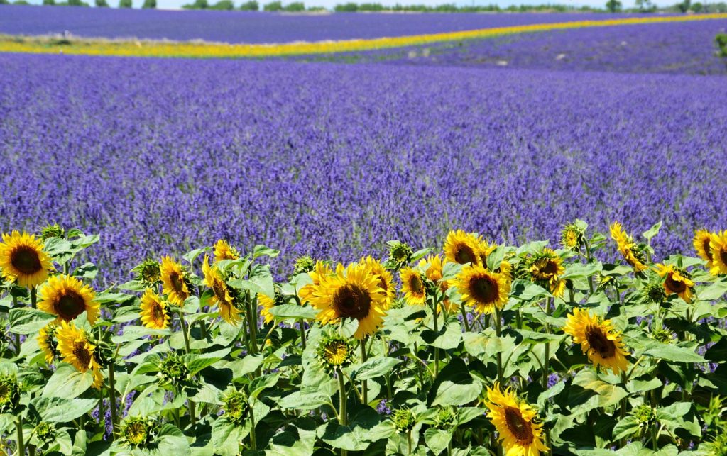 Lavender Fields in Provence