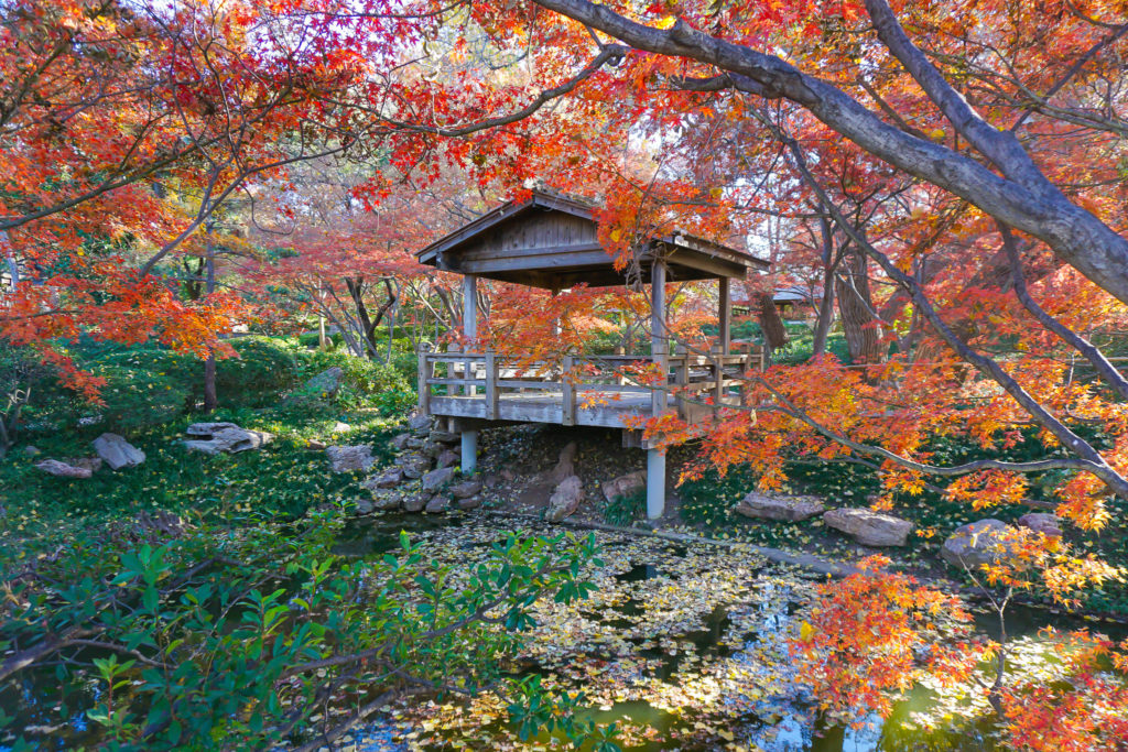 Where to find Fall colors in Fort Worth - Photo by @OutsideSuburbia