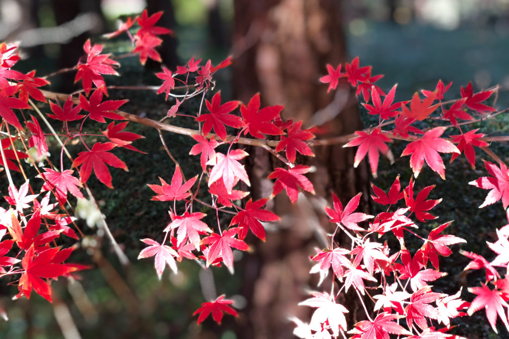 Fall colors in Dallas Fort Worth