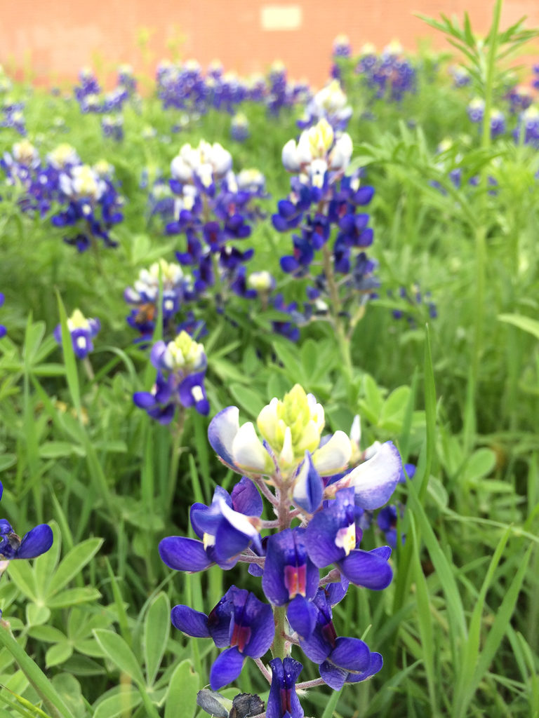 Best place to take Bluebonnet photos in Plano. Photo by Outside Suburbia
