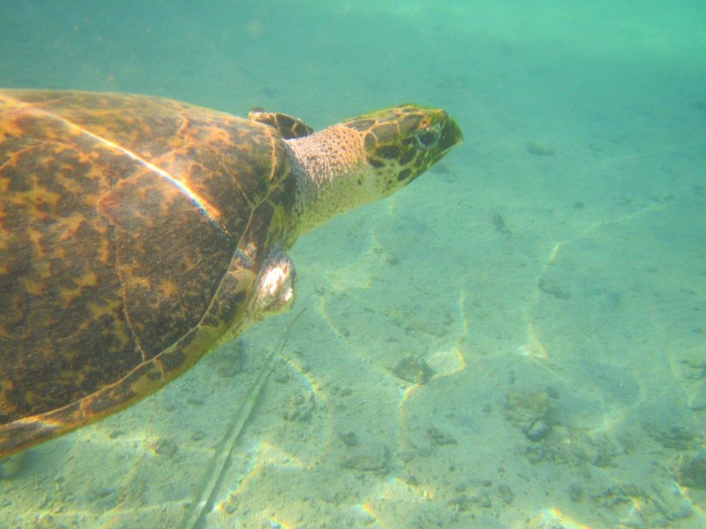 Sea turtle in Moorea