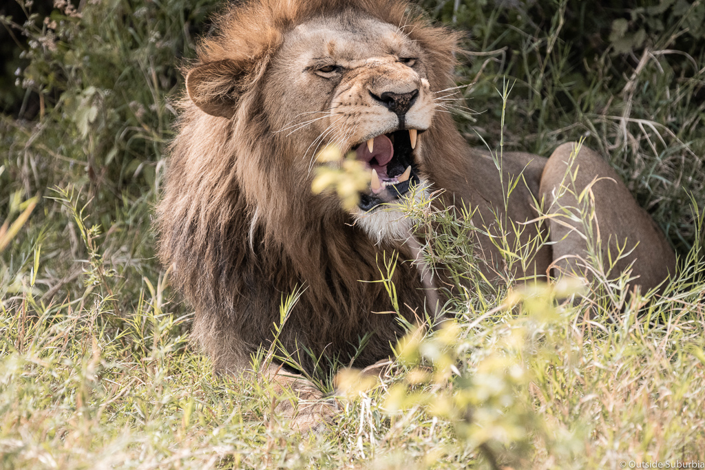 Male Lion we saw during the Safari Game Drives. Four Seasons Safari Lodge Serengeti Review - Photo by Outside Suburbia