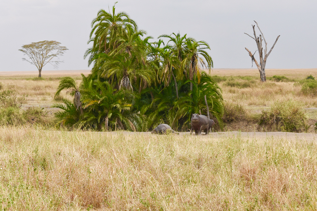 Hippos we saw during the Safari Game Drives. Four Seasons Safari Lodge Serengeti Review - Photo by Outside Suburbia